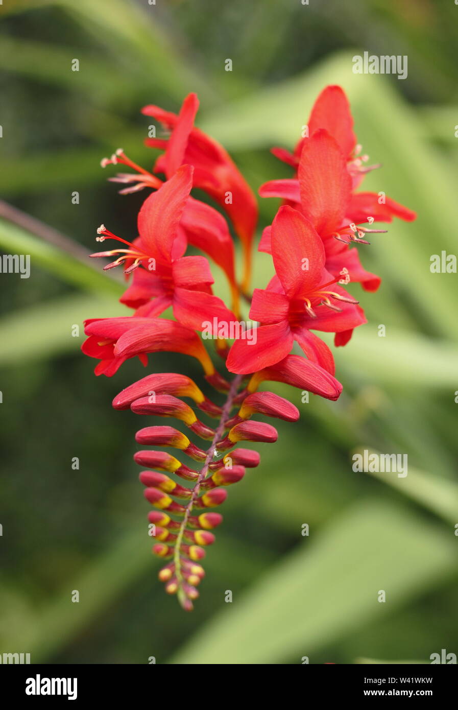 Crocosmia 'Lucifer' montbestia fleurit dans un jardin en juillet. ROYAUME-UNI Banque D'Images