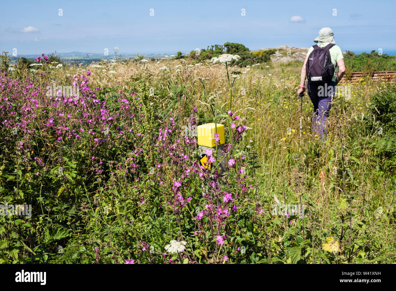 Inscrivez-waymarker sentier enfoui dans les fleurs sauvages avec walker sur chemin envahi dans la campagne en été. Llaneilian, Isle of Anglesey, au nord du Pays de Galles, Royaume-Uni Banque D'Images