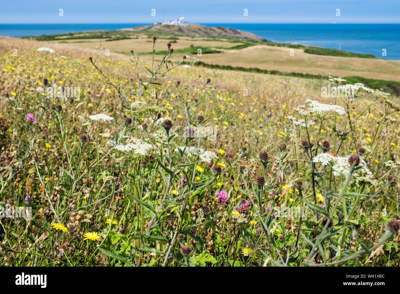 Pré de fleurs sauvages en été avec vue sur Punto Lynas / Eilian * 1963 : ouverture intégrale et la côte . Llaneilian, Isle of Anglesey, au nord du Pays de Galles, Royaume-Uni, Angleterre Banque D'Images