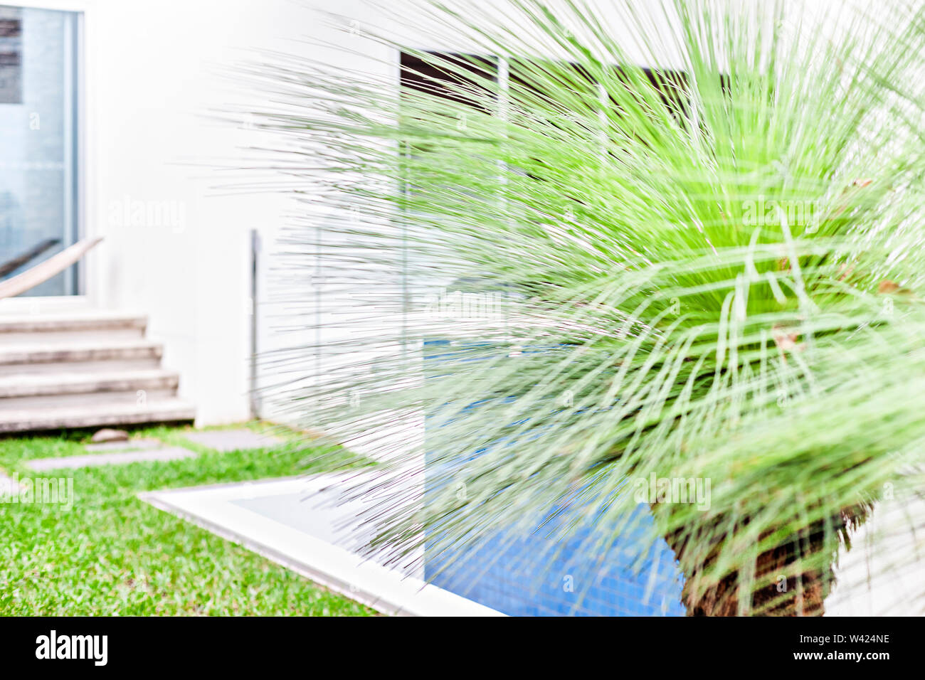 Jardin moderne avec un arbre, y compris les fines et longues feuilles tordues et propagation, la couleur est vert Banque D'Images