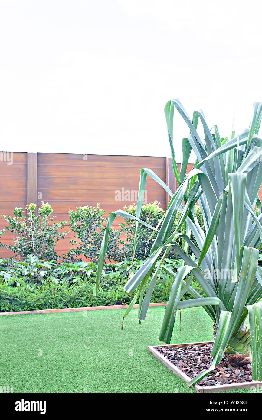Jardin d'herbe verte close up avec un arbre et une clôture en bois à côté des usines de fantaisie sous ciel blanc. La longue feuille arbre dans une gravière qui a fixé à la Banque D'Images