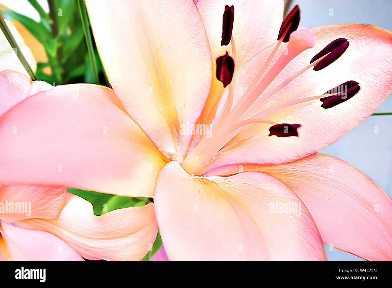 Grande rose et pétales de couleur jaune et propagation de longs filaments  avec les anthères se soulever que montrant la floraison de fleurs de lis  attentivement. L'arrière-plan Photo Stock - Alamy