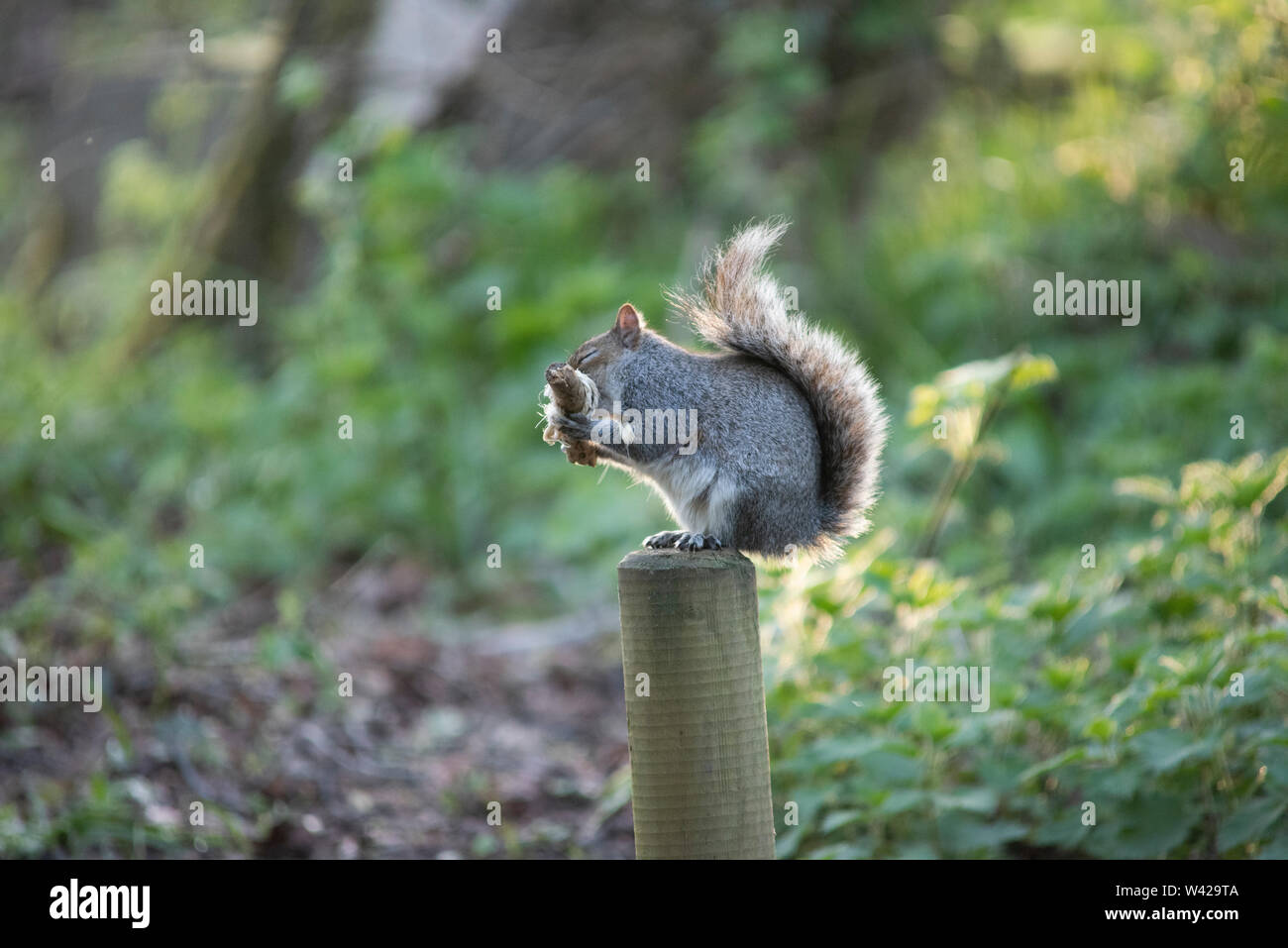 Écureuil gris assis sur un piquet de mâcher une pice de bois enveloppé dans une corde. Banque D'Images