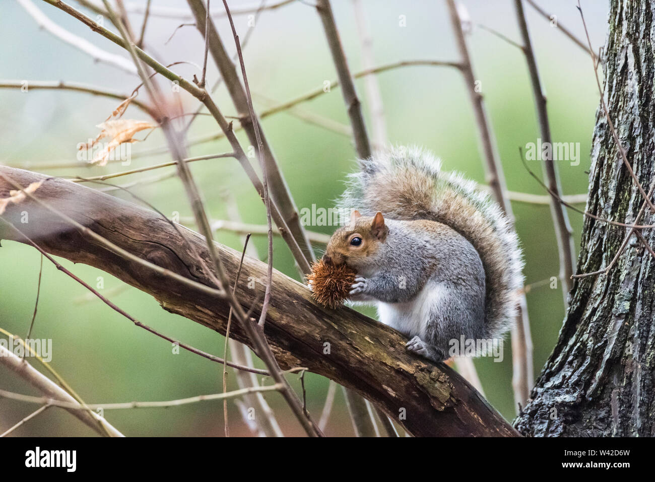 L'écureuil gris Sciurus carolinensis, sur une branche, manger une tartiflette Banque D'Images