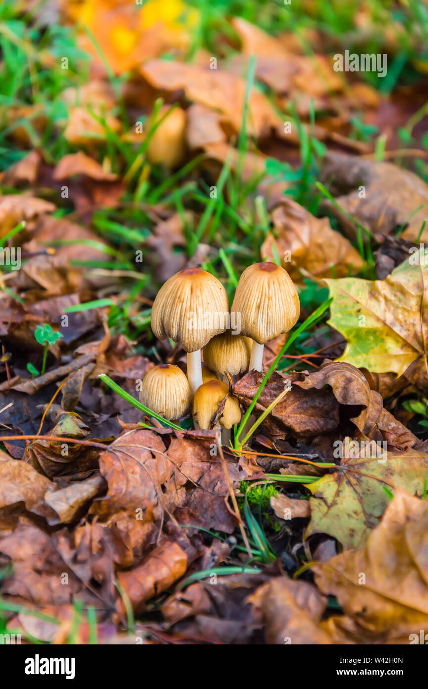 Scène d'automne avec un groupe de champignons (Patronymie micaceus) parmi les feuilles jaunes et l'herbe verte. Aussi connu sous le nom de pac mica, brillants scintillants ou cap Banque D'Images