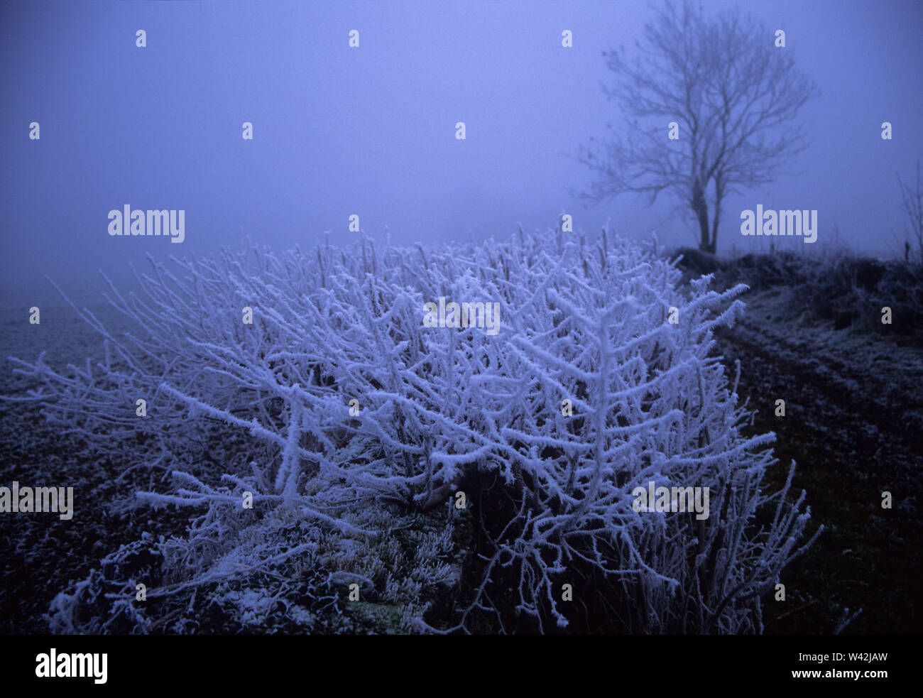 L'hiver dans la vallée de Avening, Glos, UK Banque D'Images