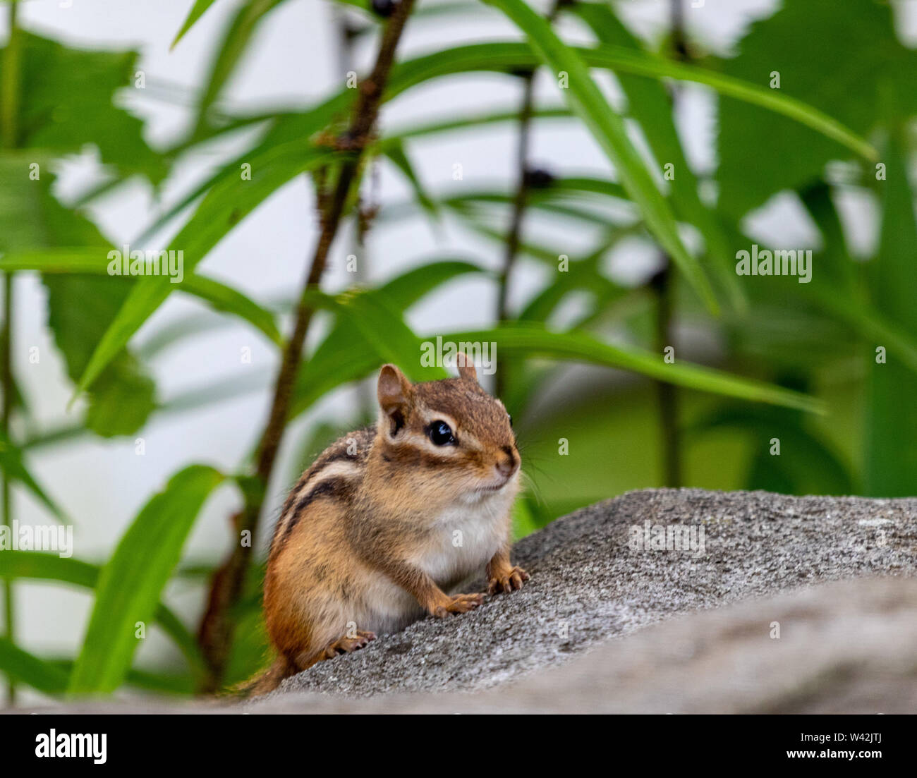 Chipmunk timide sur un rocher dans un jardin Banque D'Images