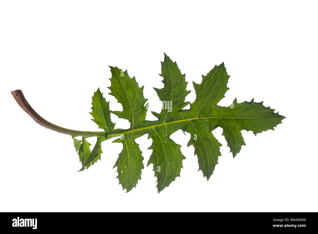 Kohl-Kratzdistel, Kohl-Kratz Kohlkratzdistel-Distel, Kratzdistel, Cirsium oleraceum, Distel, chardon, le chou. Blatt, Blätter, feuille, feuilles Banque D'Images