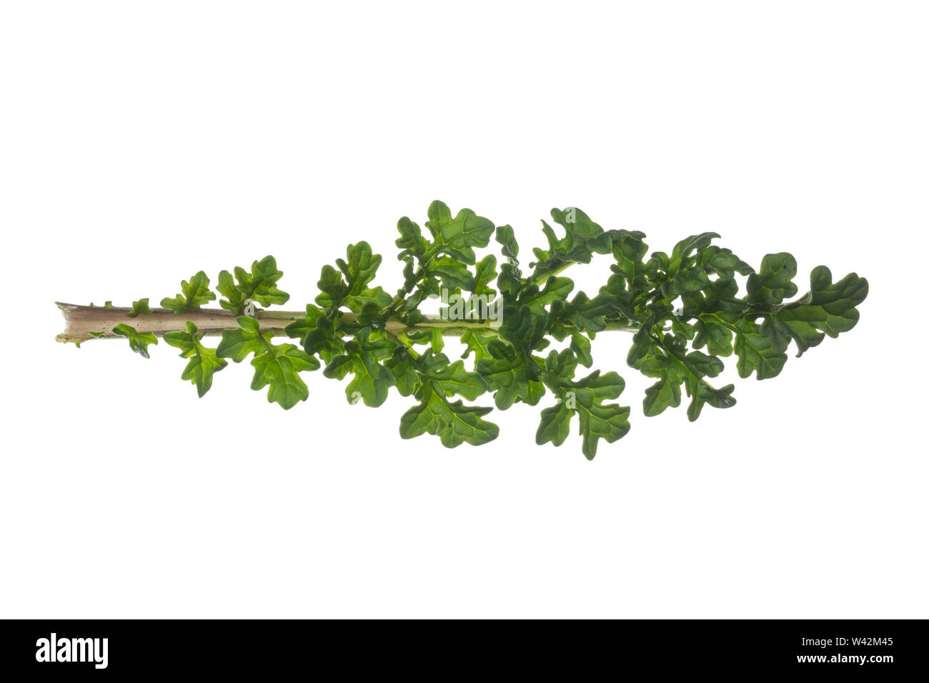 Gewöhnliches Jakobs-Greiskraut Jakobs-Greiskraut Jakobsgreiskraut,,, Jakobs-Kreuzkraut Jakobskreuzkraut Jakobskraut,,, Greiskraut, Senecio jacobaea, J Banque D'Images