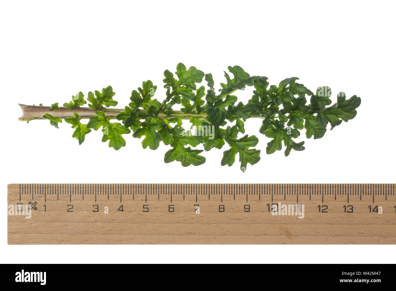 Gewöhnliches Jakobs-Greiskraut Jakobs-Greiskraut Jakobsgreiskraut,,, Jakobs-Kreuzkraut Jakobskreuzkraut Jakobskraut,,, Greiskraut, Senecio jacobaea, J Banque D'Images