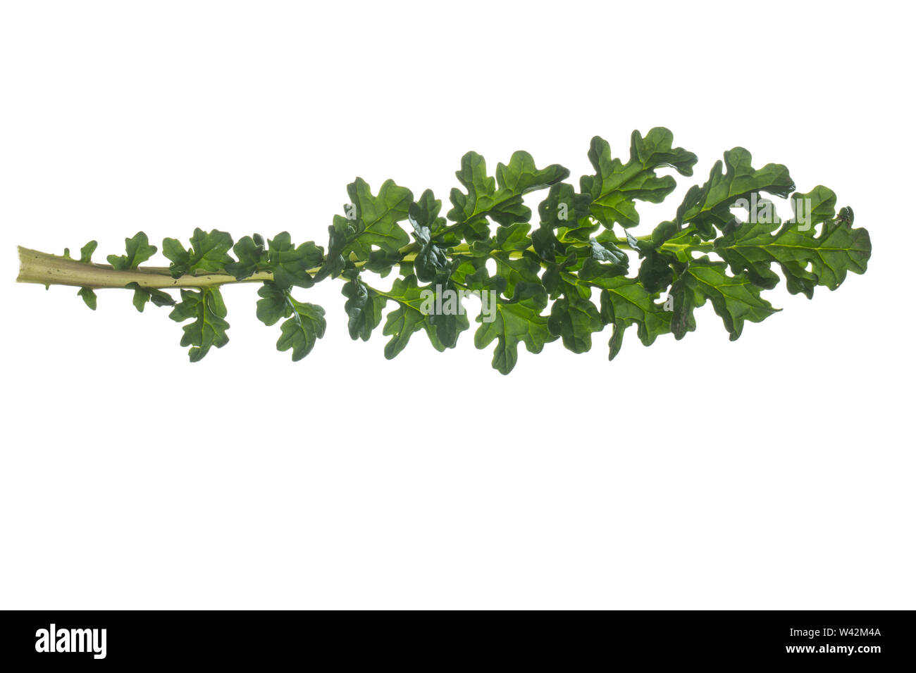 Gewöhnliches Jakobs-Greiskraut Jakobs-Greiskraut Jakobsgreiskraut,,, Jakobs-Kreuzkraut Jakobskreuzkraut Jakobskraut,,, Greiskraut, Senecio jacobaea, J Banque D'Images