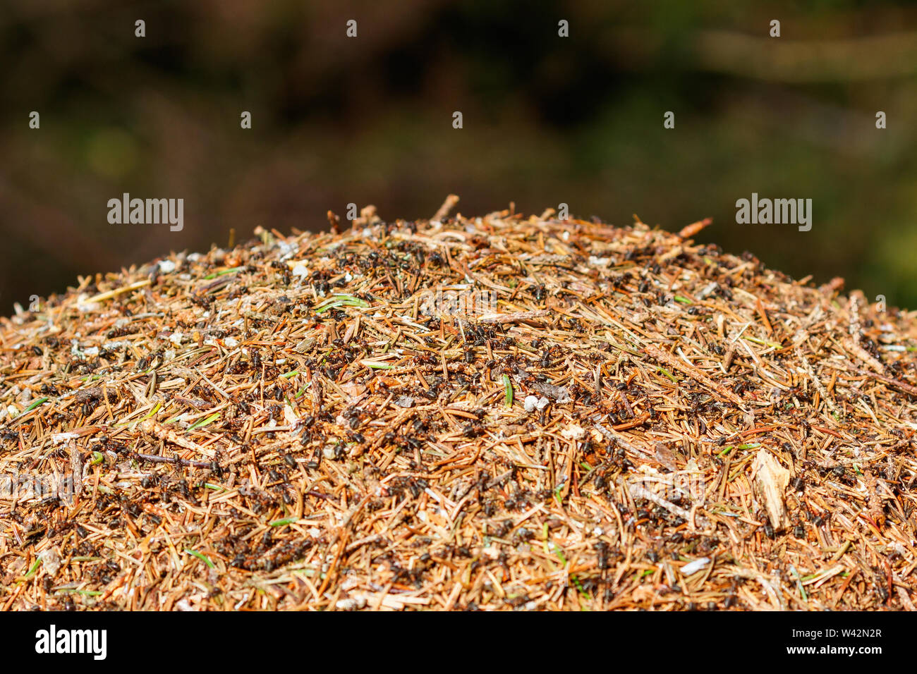 Fourmilière de fourmis dans la forêt Banque D'Images