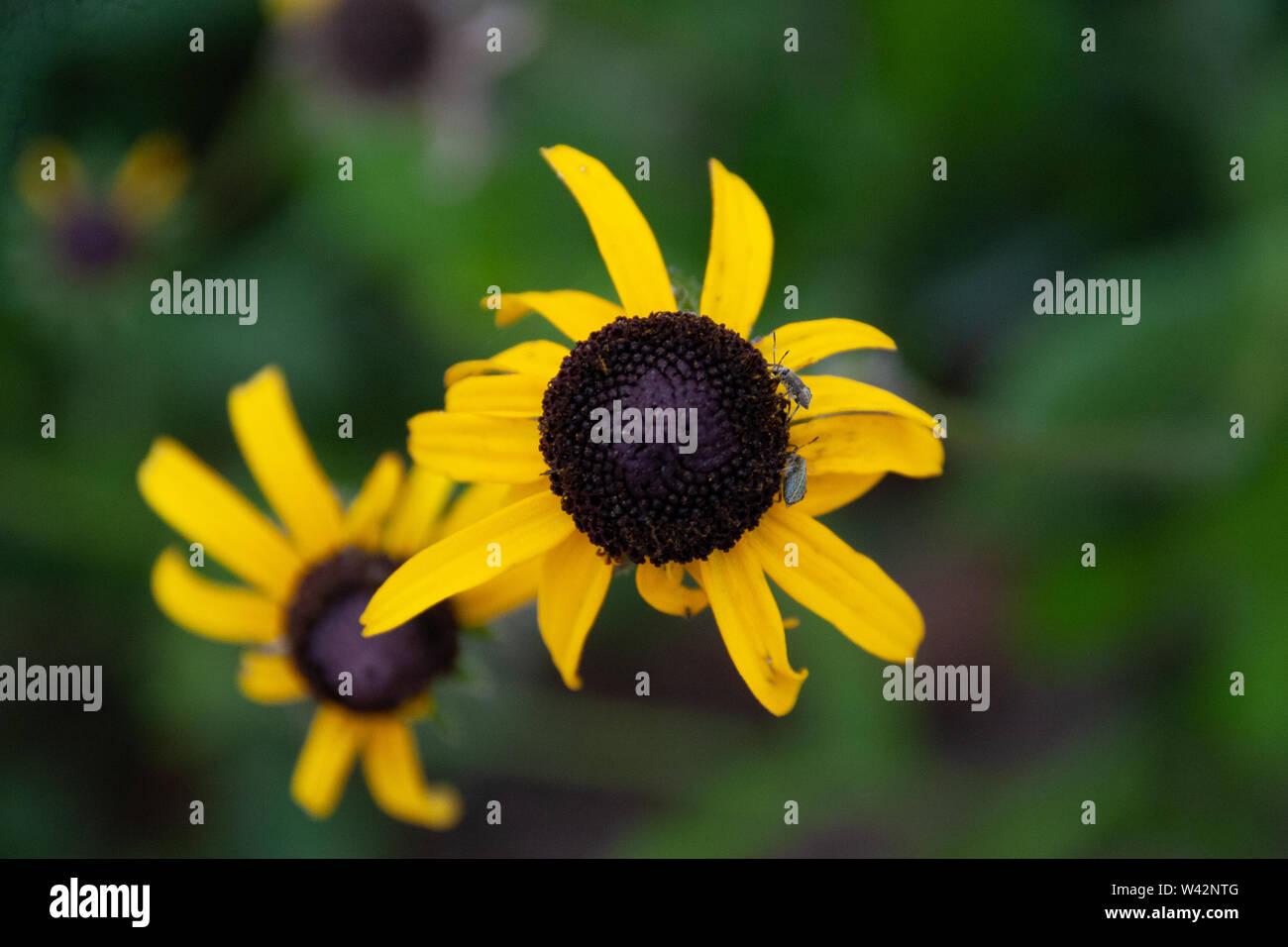 À œil noir, Susie avec peu de bugs Banque D'Images