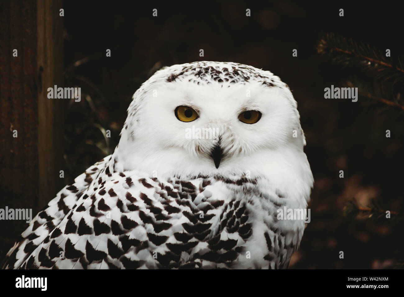 Close-up portrait of Snowy Owl Banque D'Images
