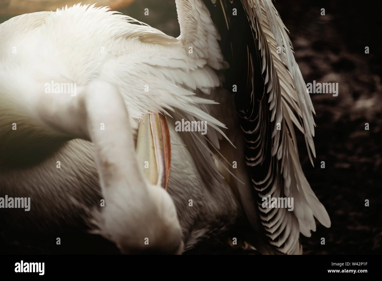 Close-up portrait of pelican se lissant les plumes des ailes sous Banque D'Images