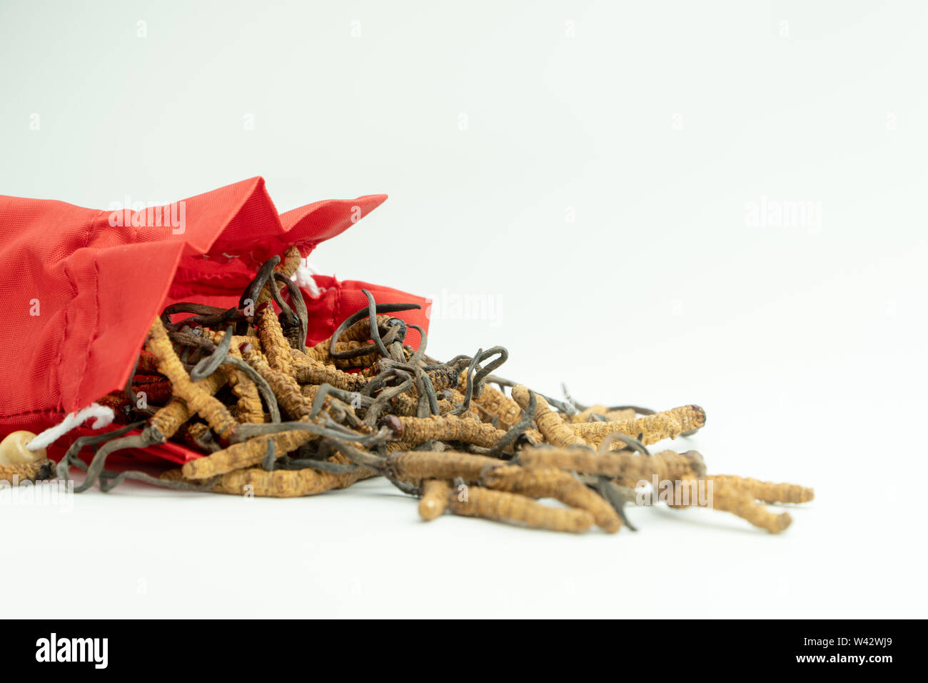 Libre d'Ophiocordyceps sinensis ou champignons cordyceps dans sac de tissu rouge sur fond isolé. Propriétés médicinales dans le traitement des maladies. N Banque D'Images