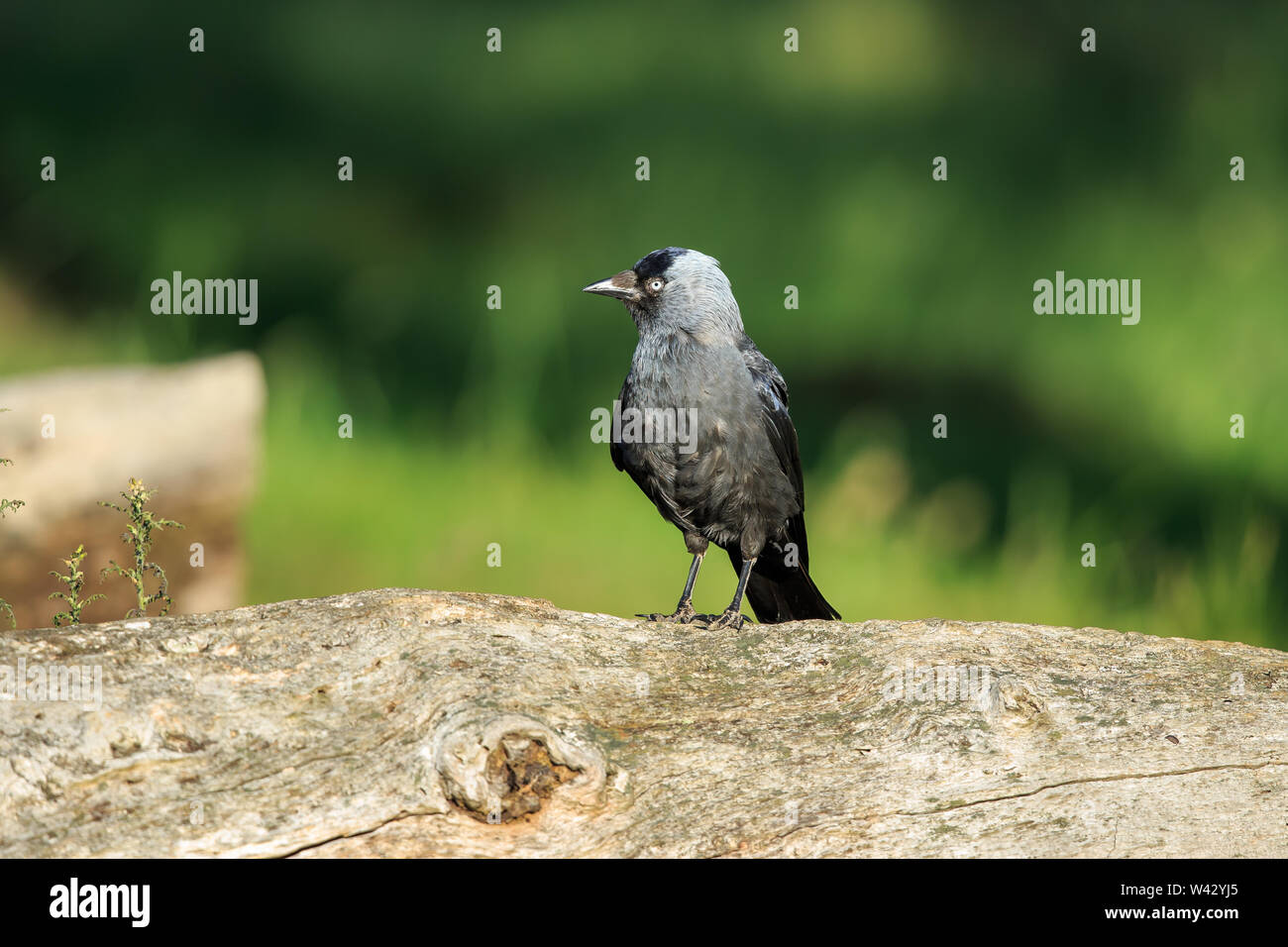 Une eurasienne jackdaw close up Banque D'Images