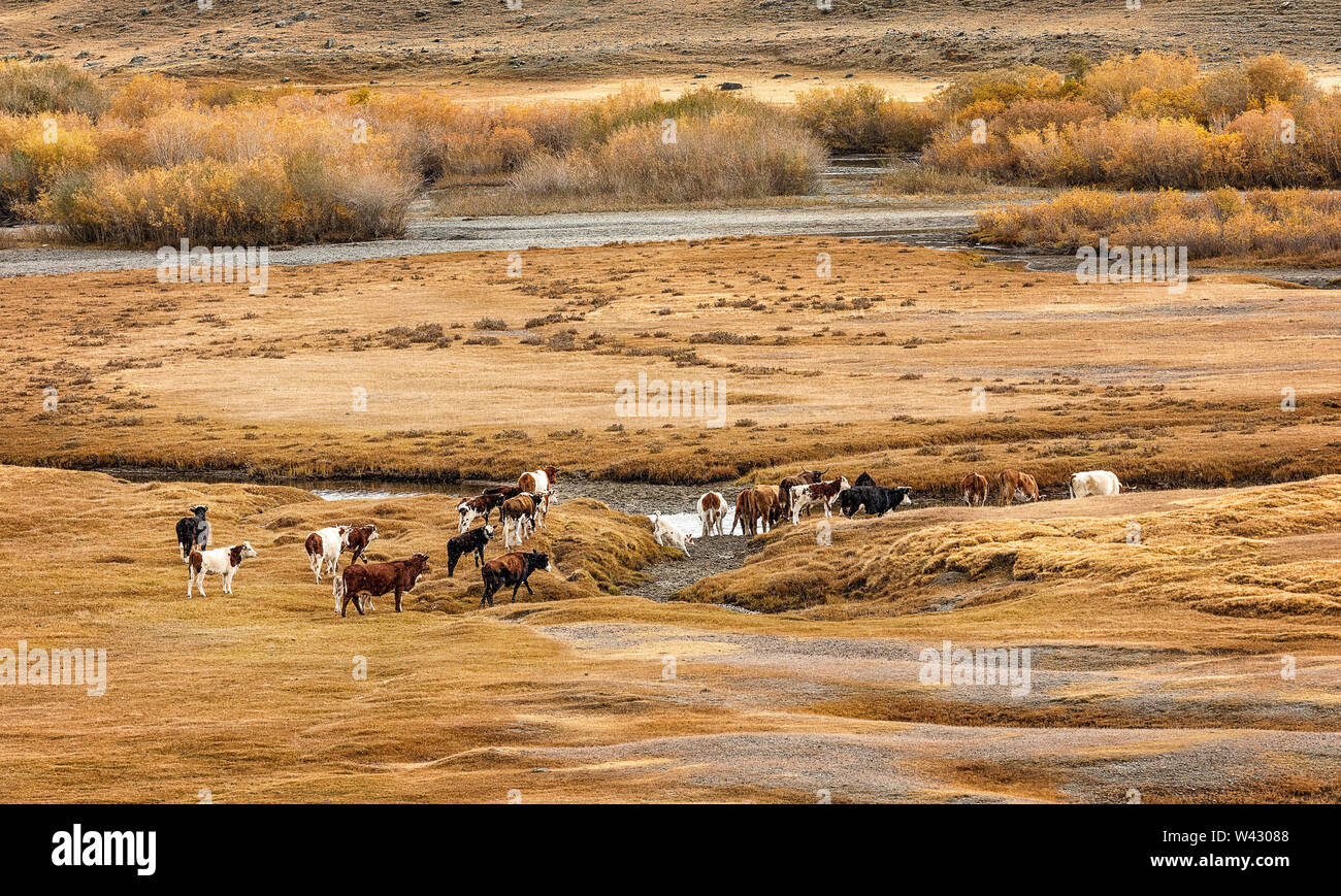 Un troupeau de vaches aller à l'abreuvoir. La Sibérie. Altaï. La Russie Banque D'Images