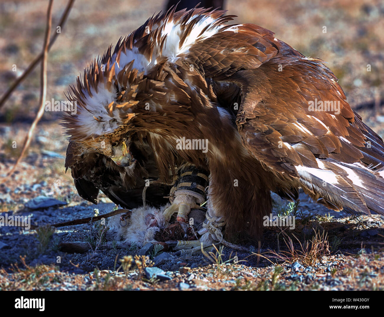 Golden Eagle mange de la viande de lapin les morts. Festival golden eagle de l'Altaï. L'ouest de la Mongolie Banque D'Images
