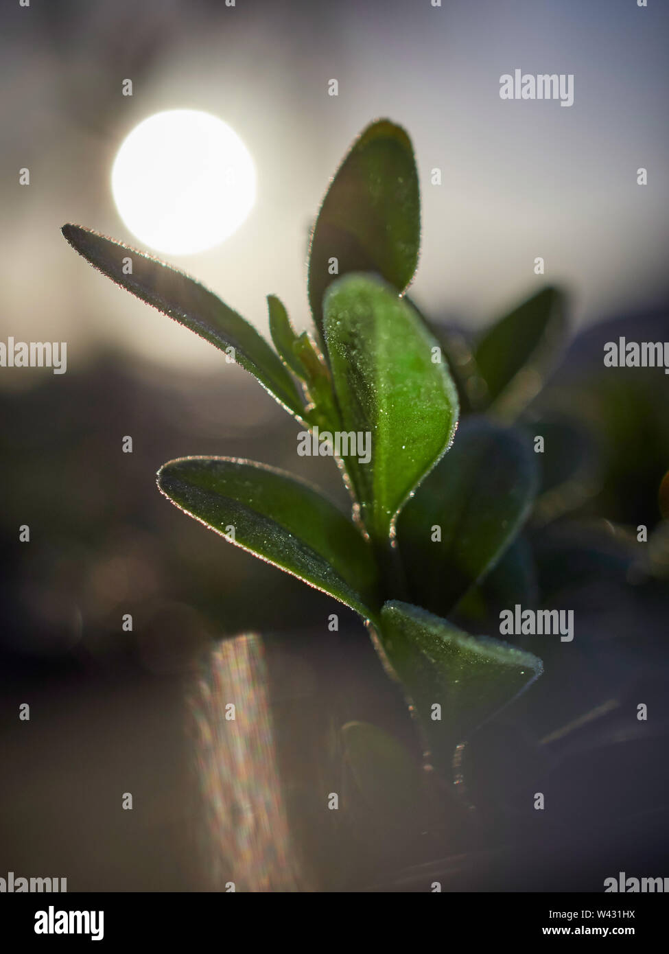 Les feuilles gelées dans l'aube de l'hiver soleil paysage Banque D'Images