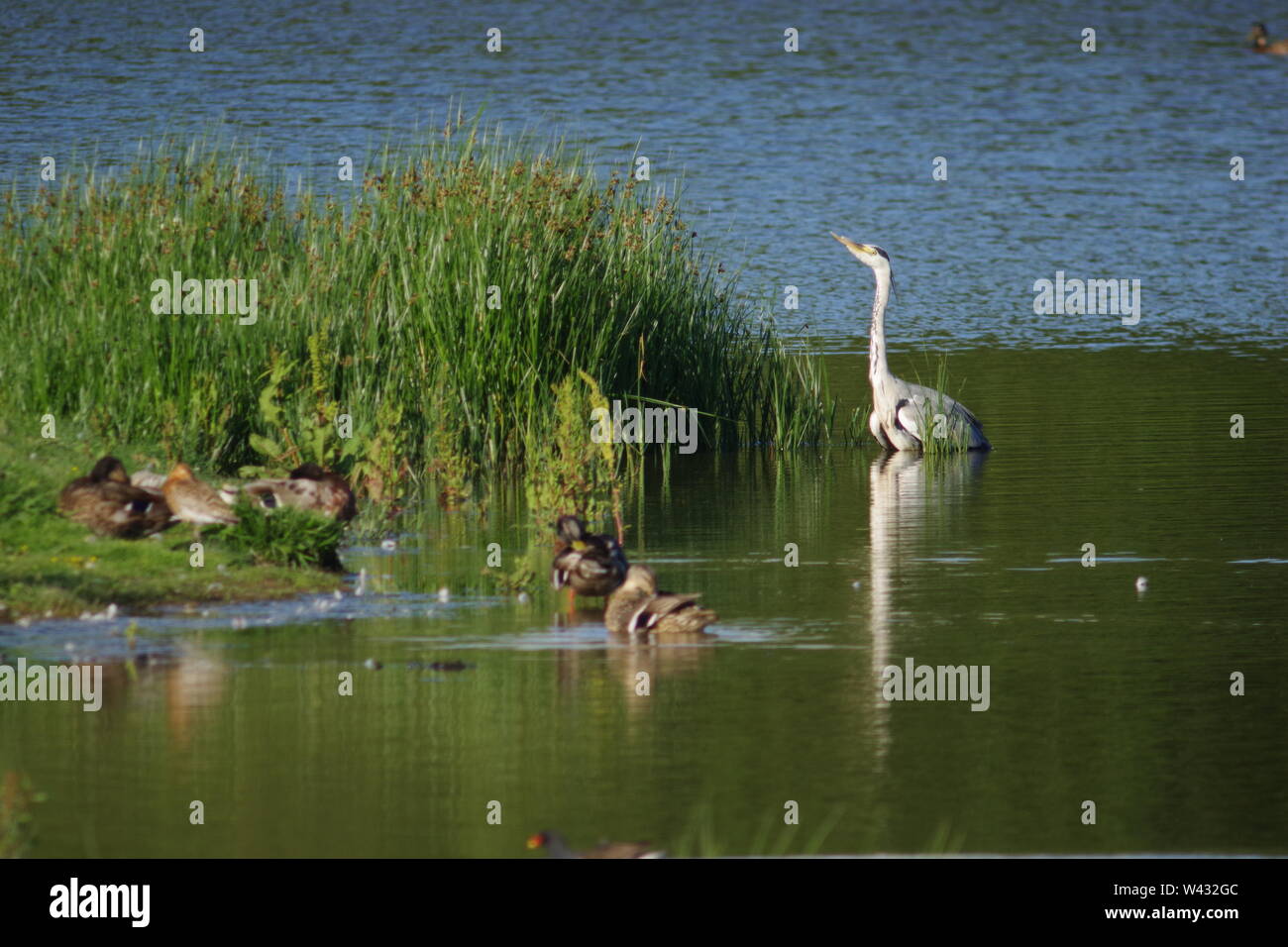 Héron cendré (Ardea cinerea) avec un bec cassé dans la lumière dorée du soir à Bowling Green Marsh RSPB, Topsham, Exeter, Devon, UK. Banque D'Images