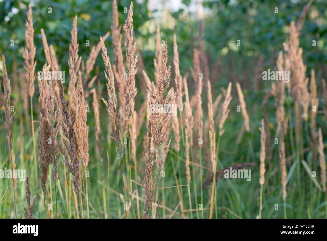Calamagrostis epigejos, bois petit-reed, l'inflorescence bushgrass in forest Banque D'Images