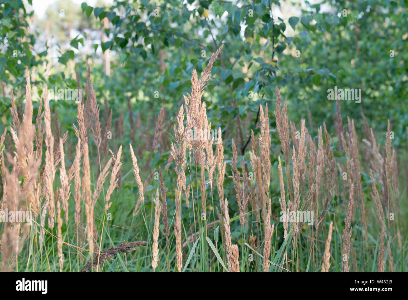 Calamagrostis epigejos, bois petit-reed, l'inflorescence bushgrass in forest Banque D'Images