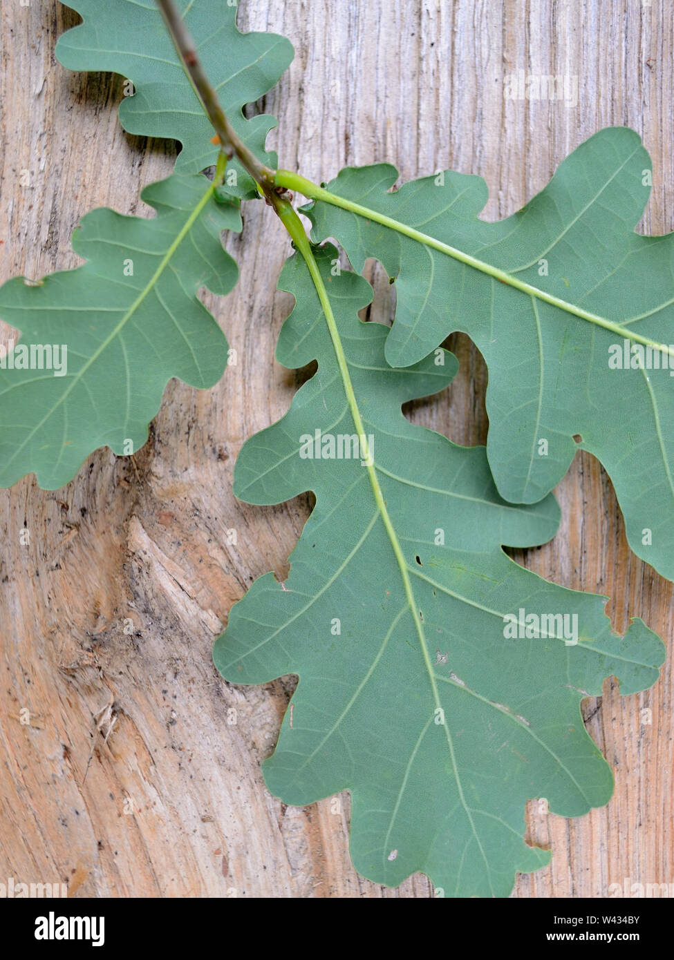 Close up, feuilles de chêne pédonculé Quercus robur, Banque D'Images