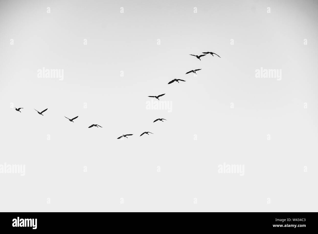Photo d'un groupe d'oies volant en grand angle dans le ciel Banque D'Images