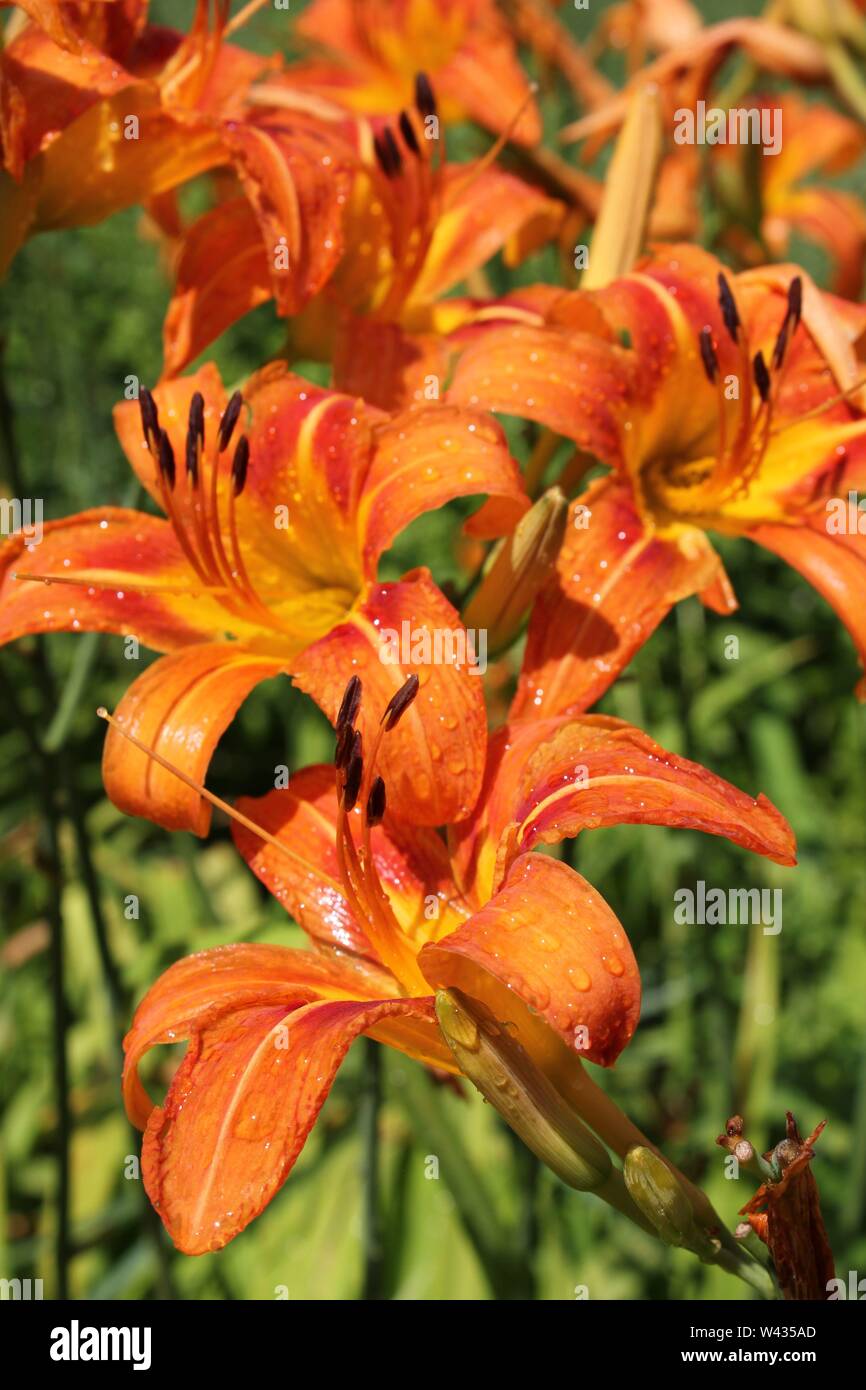Le lis tigré orange vif poussant dans un champ sur une chaude journée d'été ensoleillée et fossé, alias Lily, Liliaceae, Lilium tigrinum, Devil Lily, Kentan. Banque D'Images