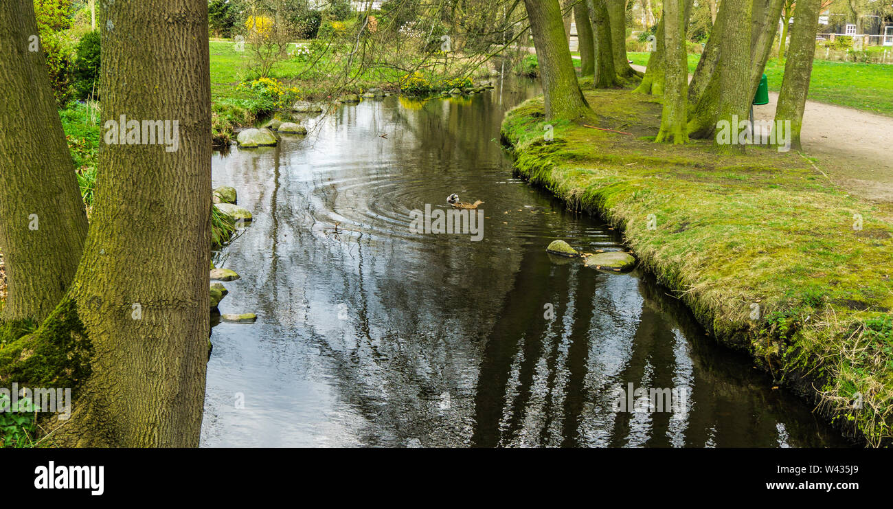 Creek dans un parc Banque D'Images