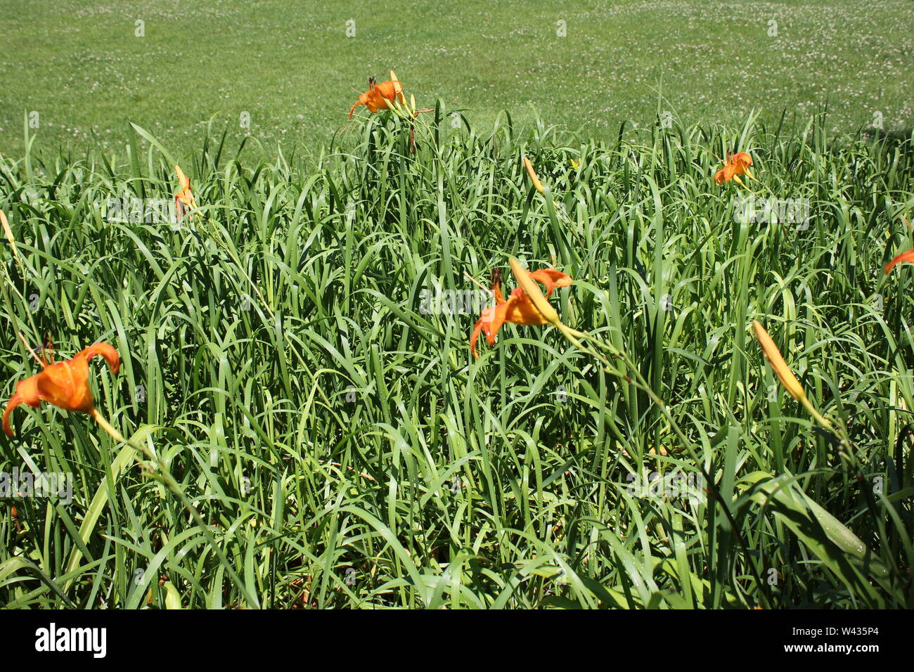 Le lis tigré orange vif poussant dans un champ sur une chaude journée d'été ensoleillée et fossé, alias Lily, Liliaceae, Lilium tigrinum, Devil Lily, Kentan. Banque D'Images