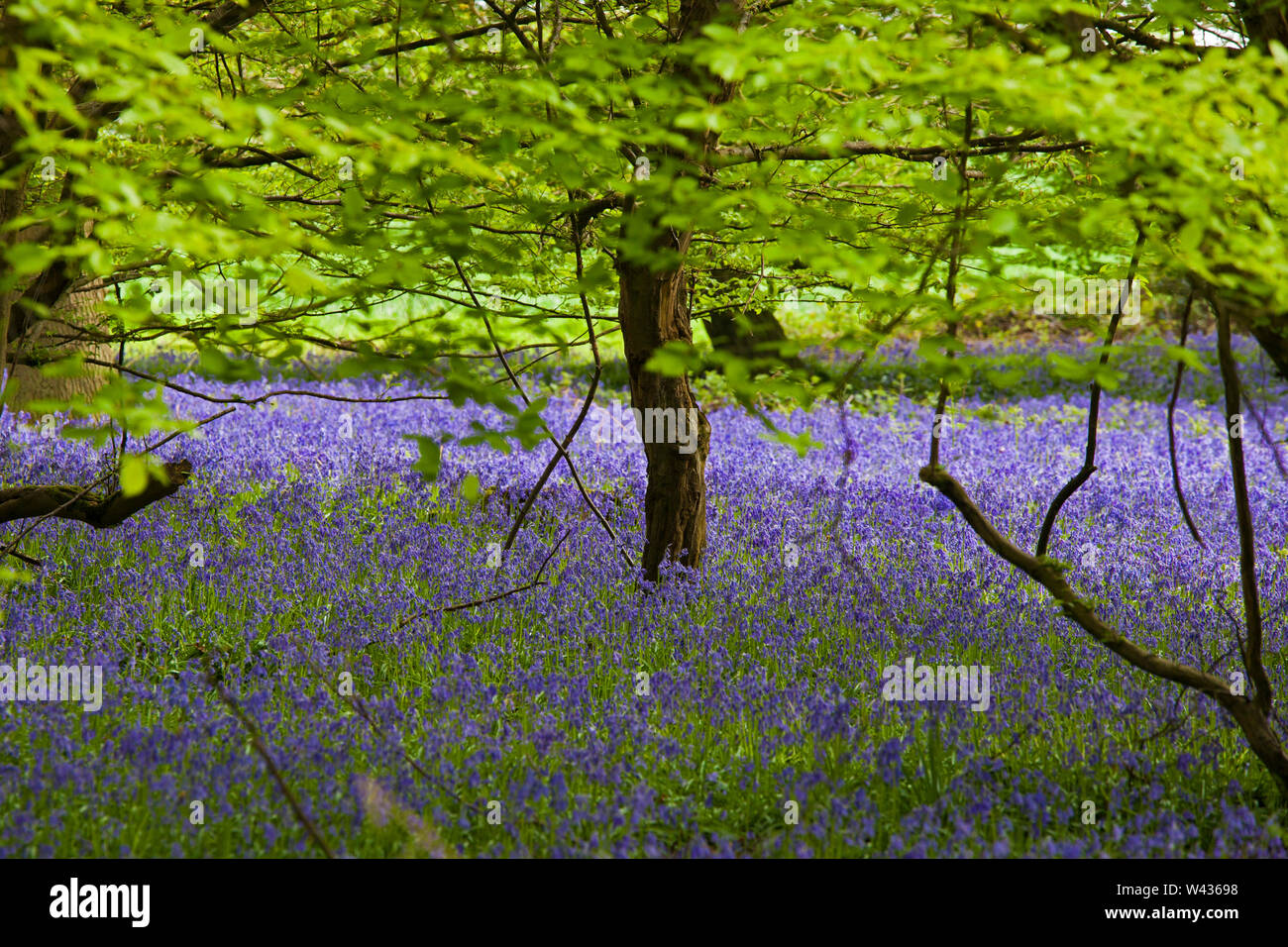 Bois avec un tapis de jacinthes en fleurs, printemps, Hertfordshire, Royaume-Uni Banque D'Images