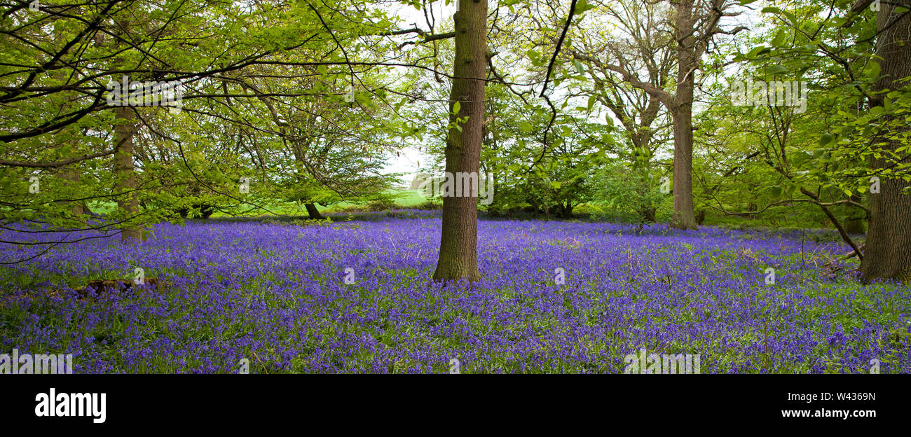 Bois avec un tapis de jacinthes en fleurs, printemps, Hertfordshire, Royaume-Uni Banque D'Images