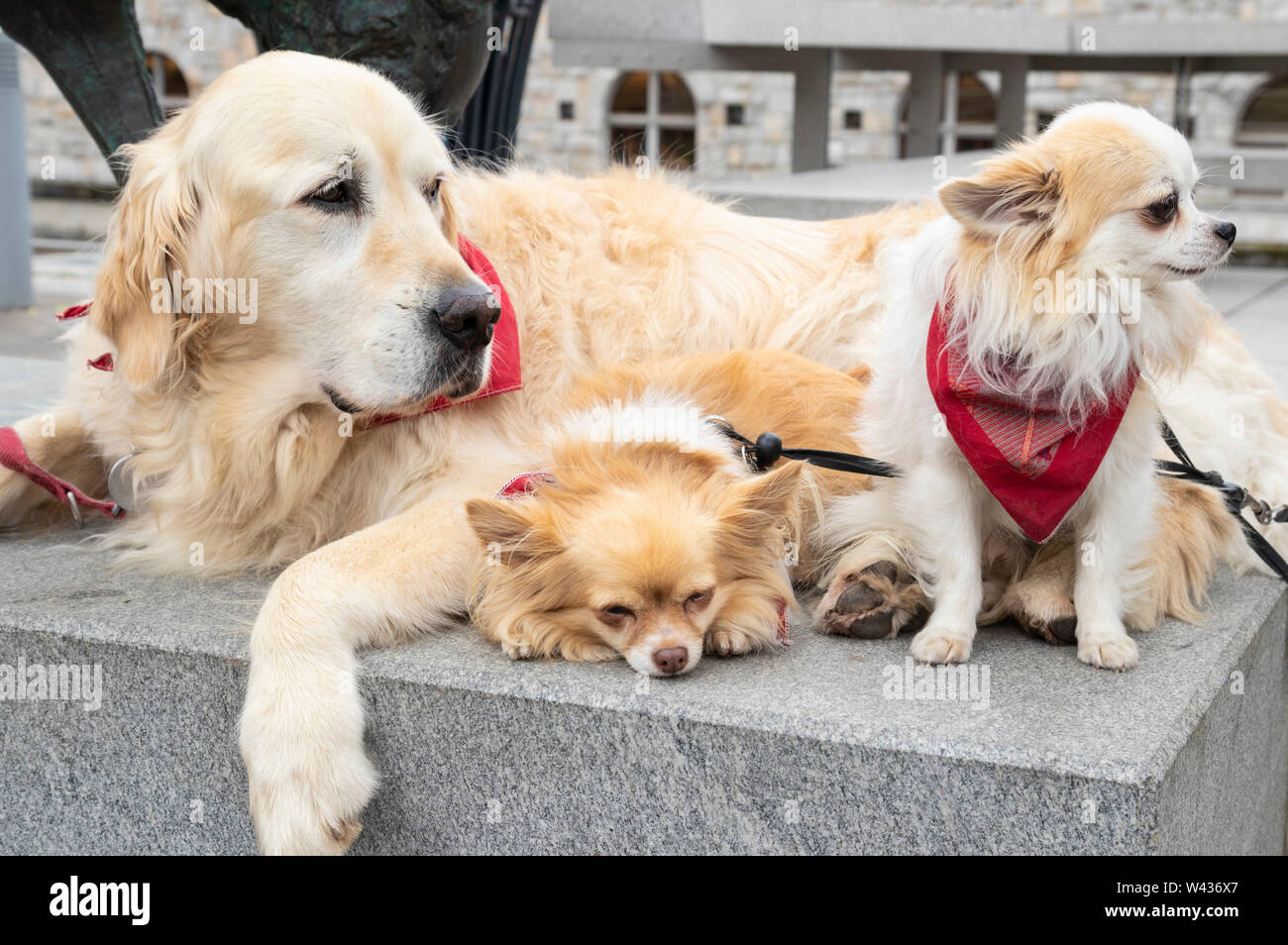 Trois chiens posant avec un foulard au cou rouge eu Europe Slovénie Ljubljana Banque D'Images