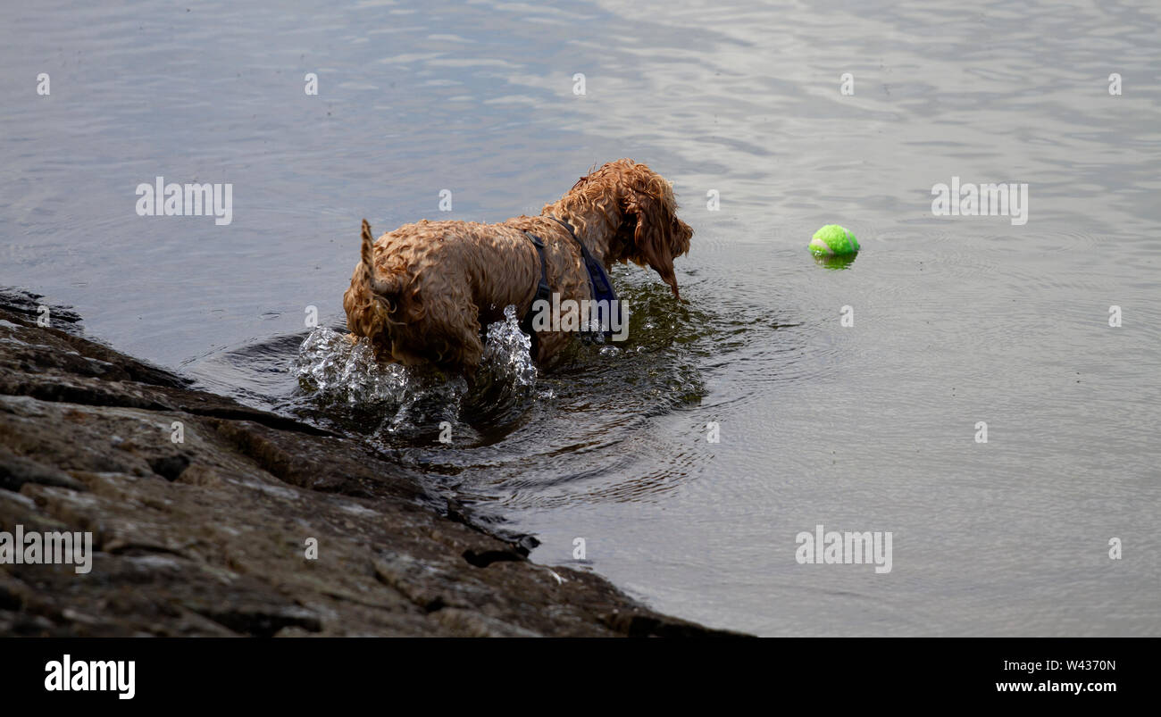 Tayside, Dundee, Ecosse, Royaume-Uni. 19 juillet, 2019. Météo France : après-midi ensoleillé avec une légère brise fraîche. Un joyeux petit chien terrier marron de la récupération d'une balle de tennis à partir de l'eau à Clatto Country Park à Glasgow, Royaume-Uni. Credit : Dundee Photographics / Alamy Live News Banque D'Images