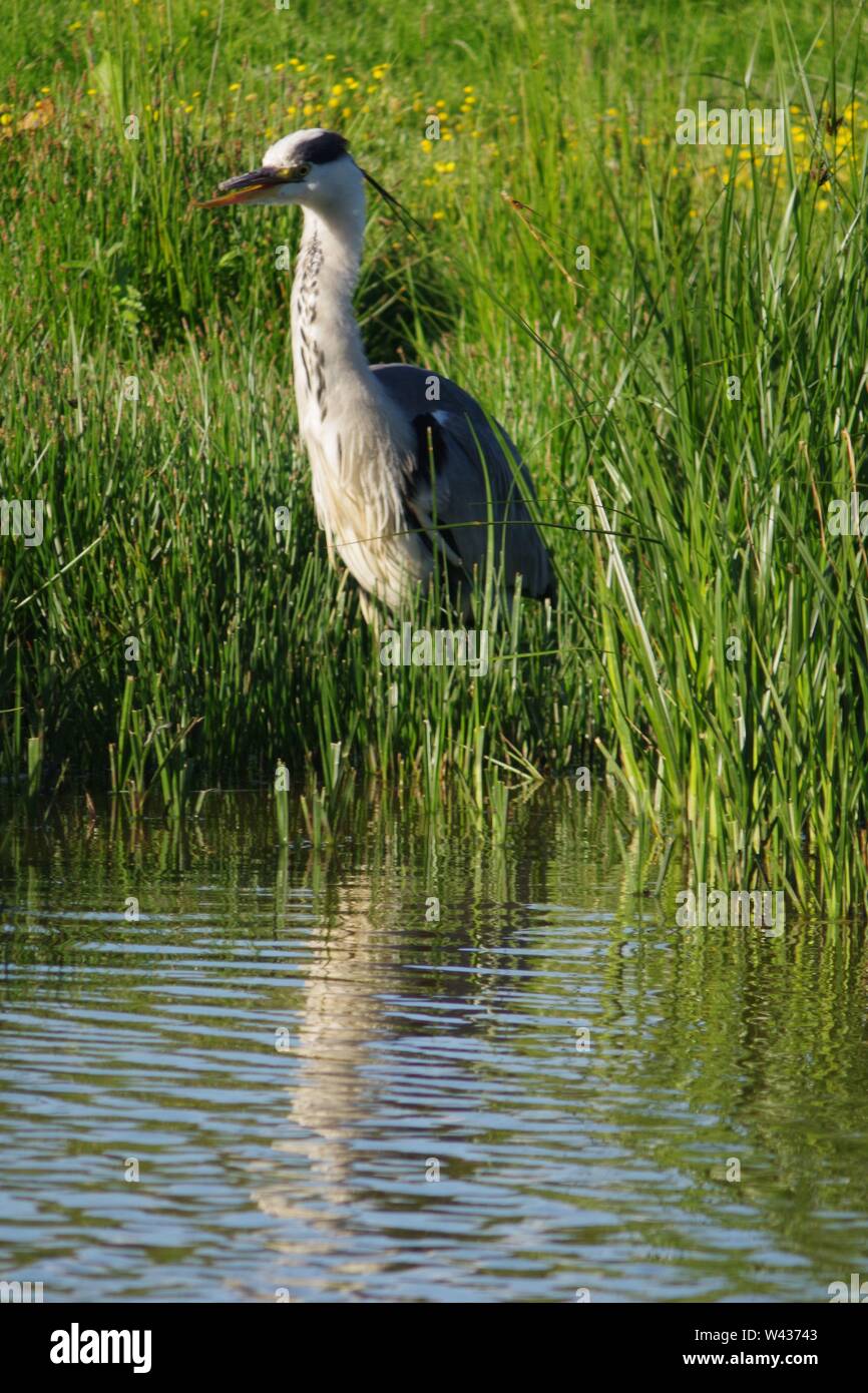 Héron cendré (Ardea cinerea) avec un bec cassé dans la lumière dorée du soir à Bowling Green Marsh RSPB, Topsham, Exeter, Devon, UK. Banque D'Images