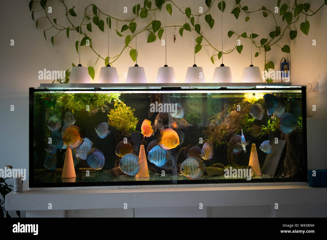 Grand aquarium avec des poissons discus et des plantes dans un salon