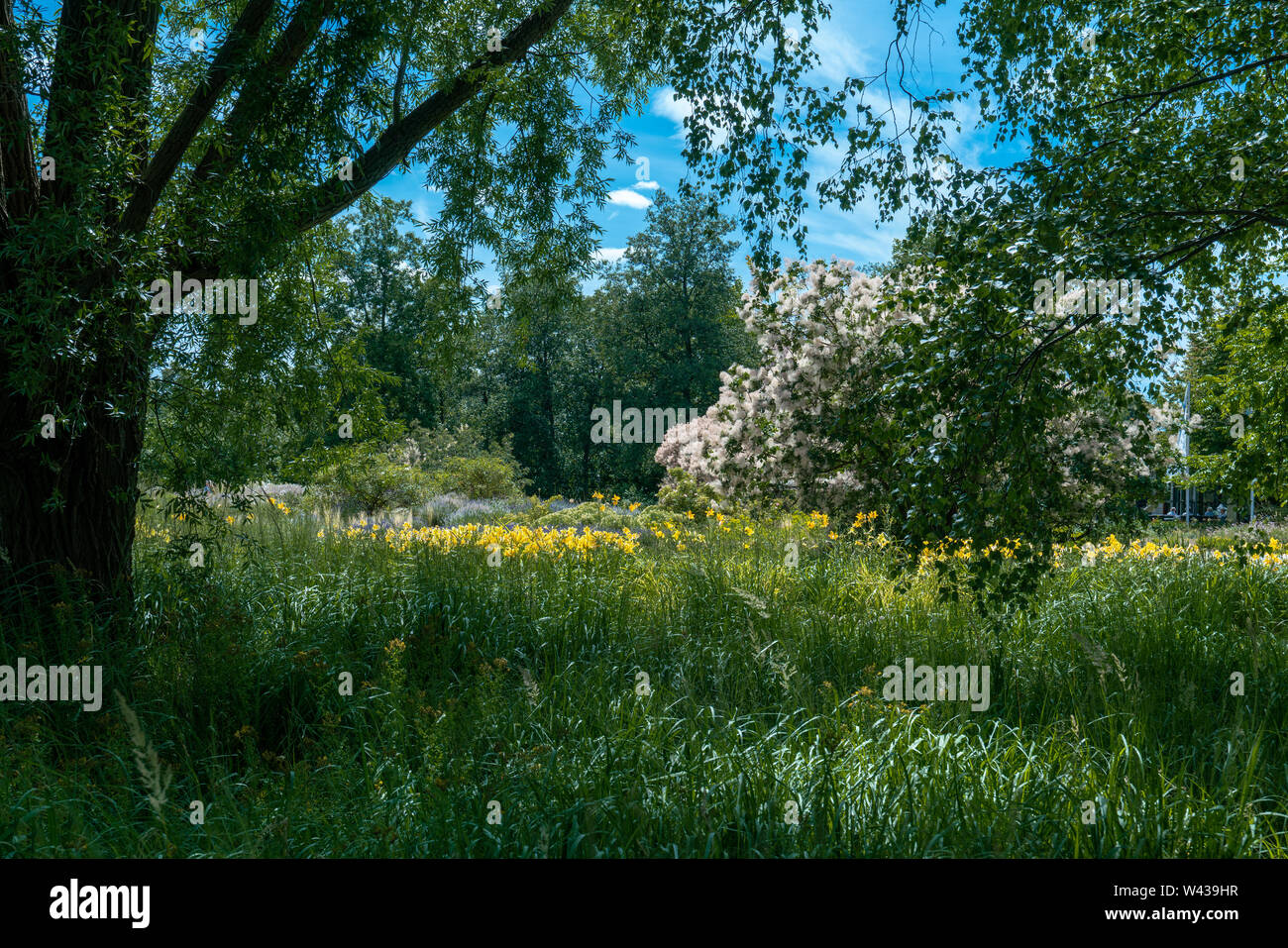 Scenic paysage estival sous un arbre avec de l'herbe, fleurs d'hémérocalles jaunes à l'arrière-plan et un arbre de fumée en fleurs (Prunus serrula) Banque D'Images