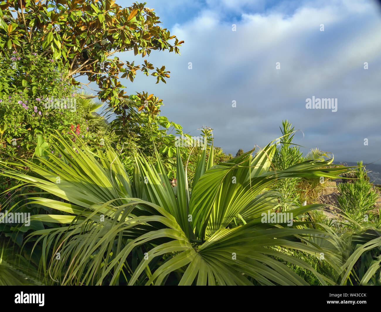 Vue de dessus plus de diverses plantes tropicales de la côte au crépuscule. Le livre vert brille dans des tons différents, est éclairé par les rayons du soleil et le ciel gris Banque D'Images