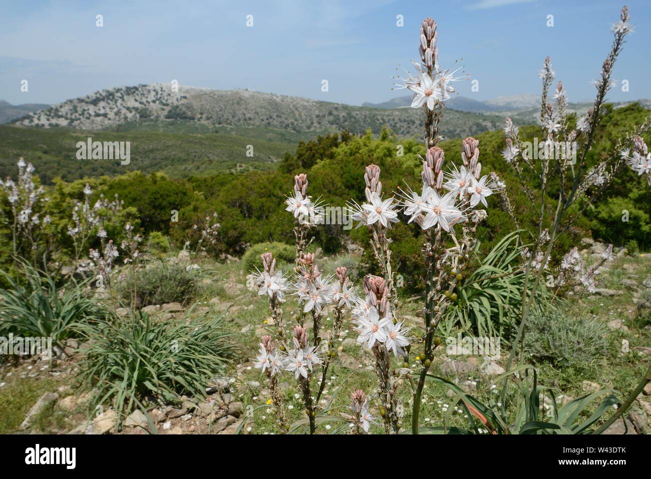 Asphodèle (Asphodelus ramosus ramifiés) floraison dans le Supramonte de montagnes, près de Urzulei, Sardaigne, Italie, juin. Banque D'Images