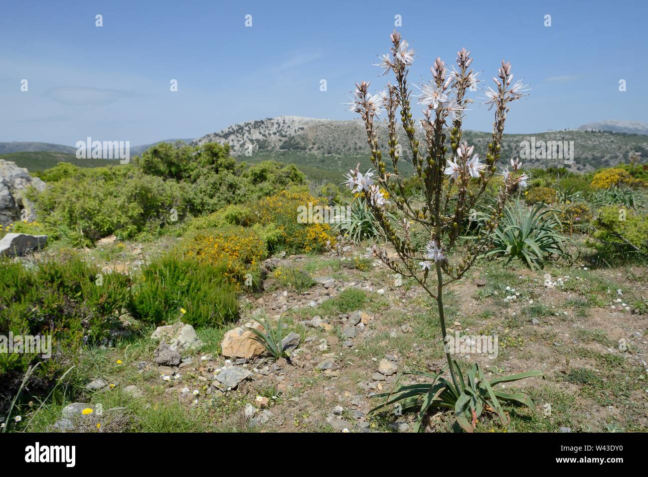 Asphodèle (Asphodelus ramosus ramifiés) floraison dans le Supramonte de montagnes, près de Urzulei, Sardaigne, Italie, juin. Banque D'Images