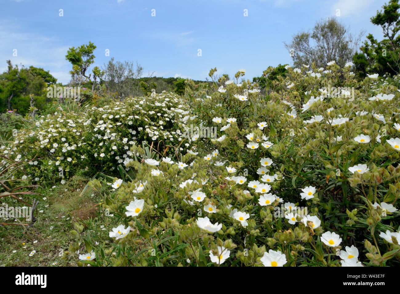 Montpellier / Narrow-leaved Cistus Cistus monspeliensis (buissons) floraison dans le Supramonte de montagnes, près de Urzulei, Sardaigne, Italie, juin. Banque D'Images