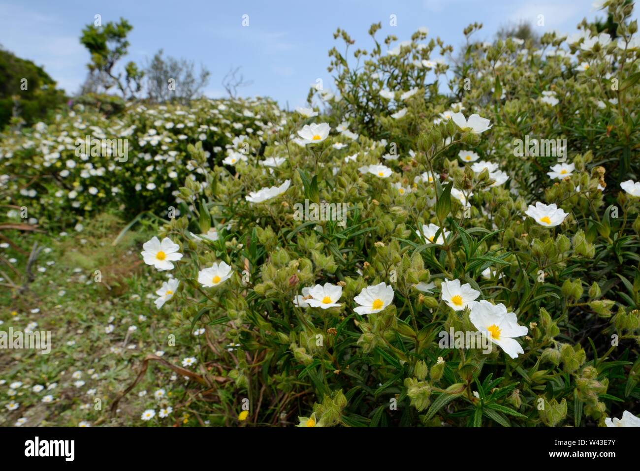Montpellier / Narrow-leaved Cistus Cistus monspeliensis (buissons) floraison dans le Supramonte de montagnes, près de Urzulei, Sardaigne, Italie, juin. Banque D'Images