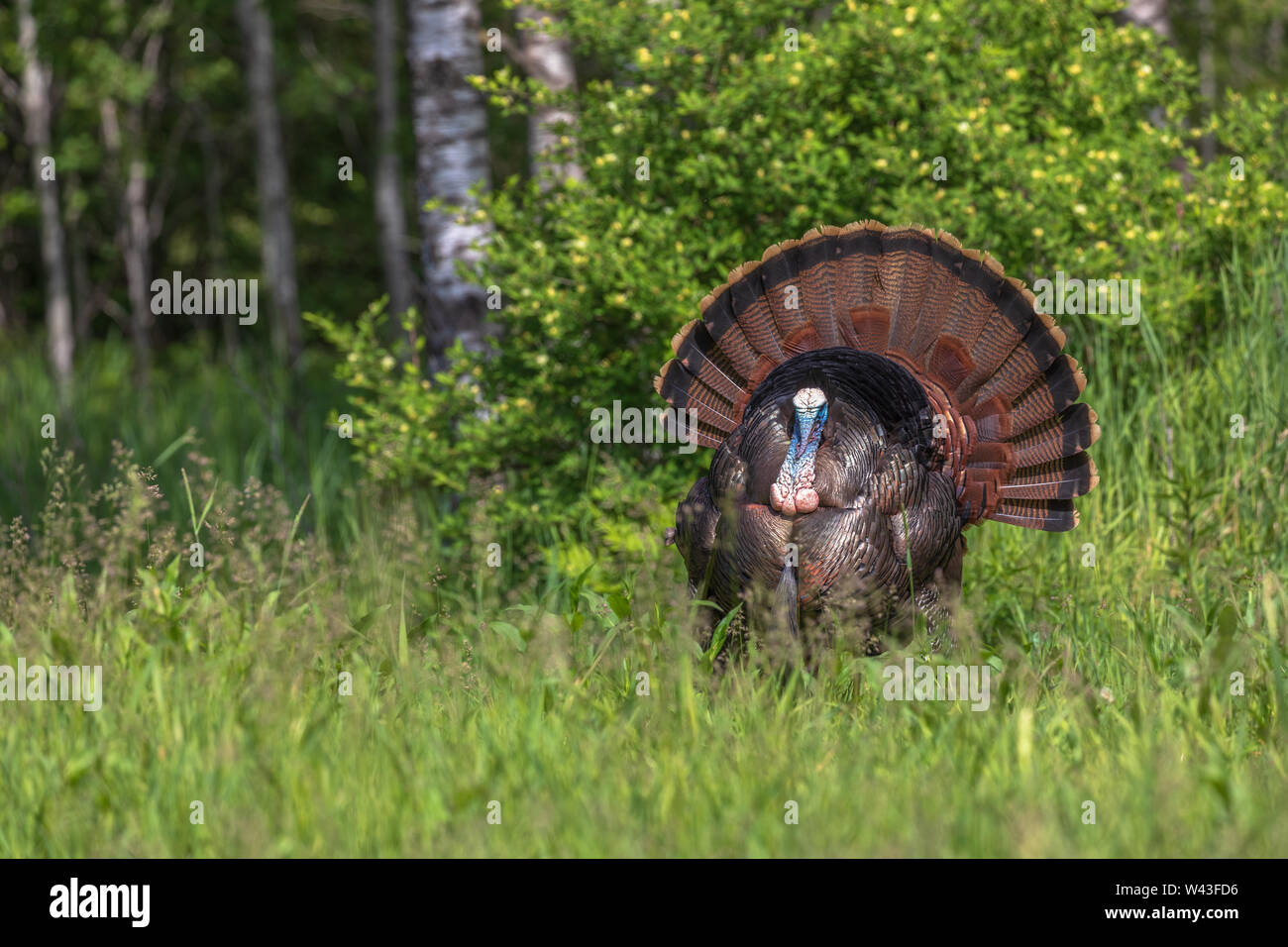 Tom la Turquie se pavaner pour une poule dans le nord du Wisconsin. Banque D'Images