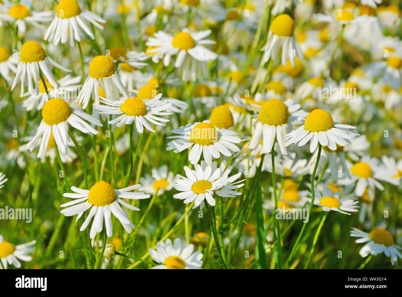 Matricaria recutita (Matricaria chamomilla), l'accent sur les fleurs en face de fleurs Banque D'Images