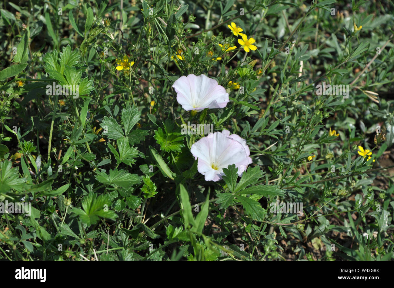 Arrière-plan horizontal avec de l'herbe bien verte, rose pâle corolles jaune et des fleurs des champs Banque D'Images
