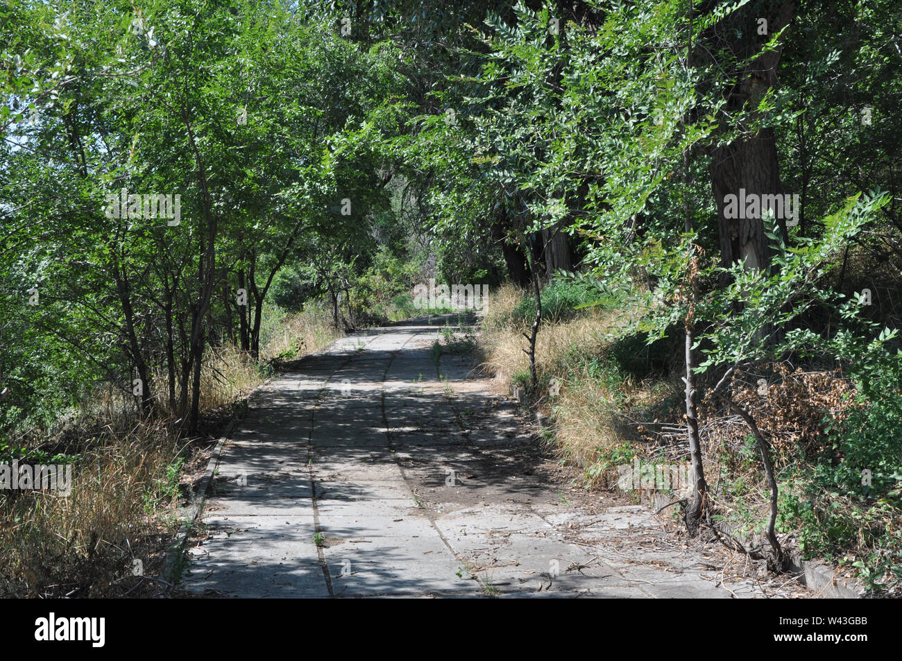 La nature horizontale de fond avec chemin de la voie pavée en béton dans une forêt de feuilles vert soleil Banque D'Images