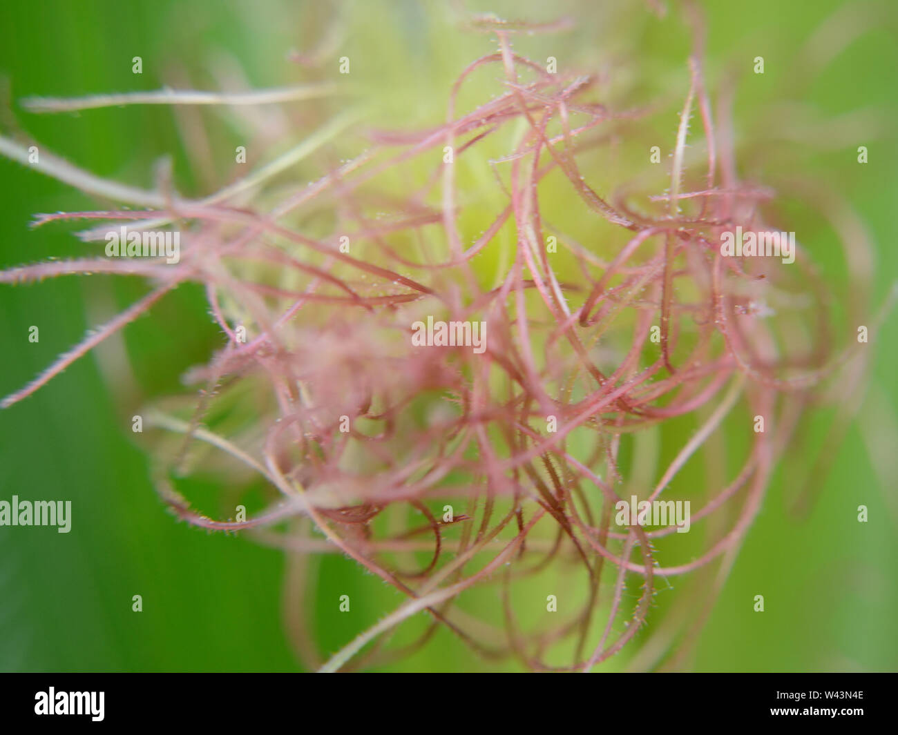 Gros plan sur l'inflorescence des femelles de maïs, la soie de maïs, la macro-photographie, Zea mays Banque D'Images