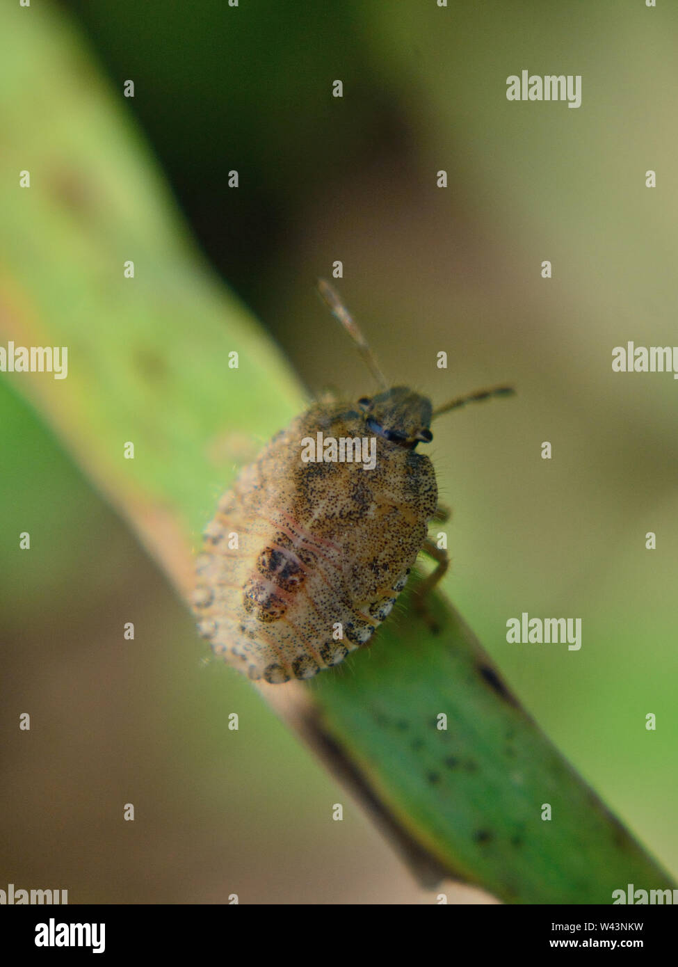 Hairy shieldbug (Dolycoris baccarum mi nymphe), close up Banque D'Images